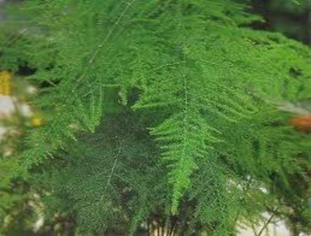 Plumosa Fern 1 Gallon - Asparagus setaceus