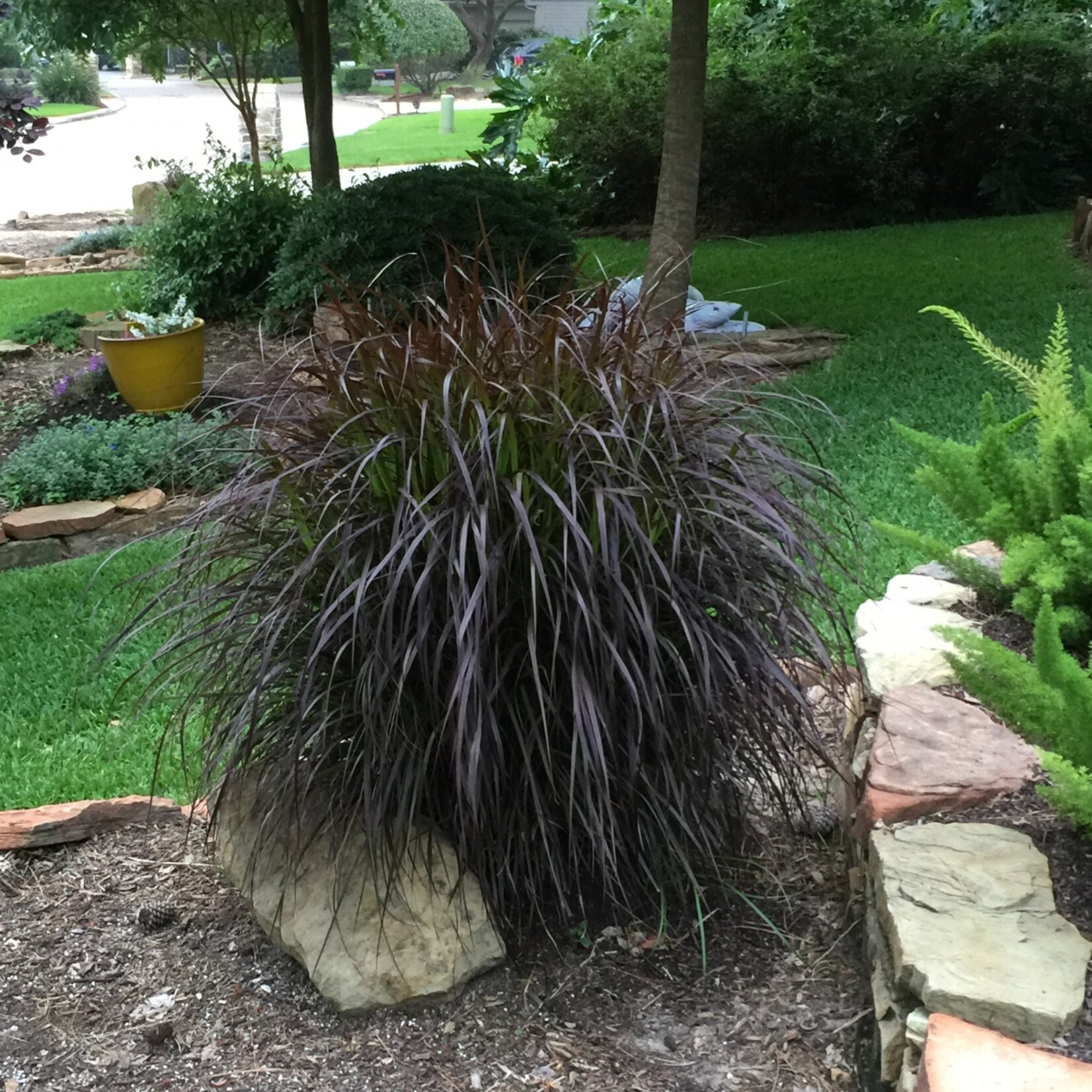 GRASS, 'PURPLE FOUNTAIN GRASS', 3G