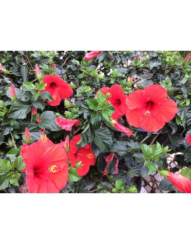 HIBISCUS BRILLIANT RED 3G