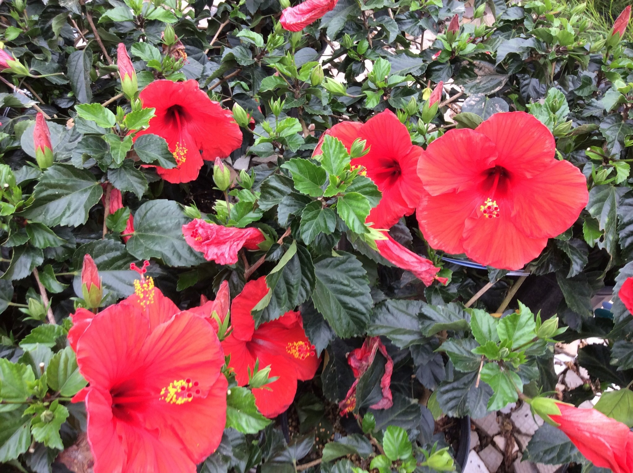 HIBISCUS BRILLIANT RED 3G - Growers Outlet