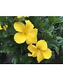 'FT. MYERS YELLOW' TROPICAL HIBISCUS, 3 GALLON