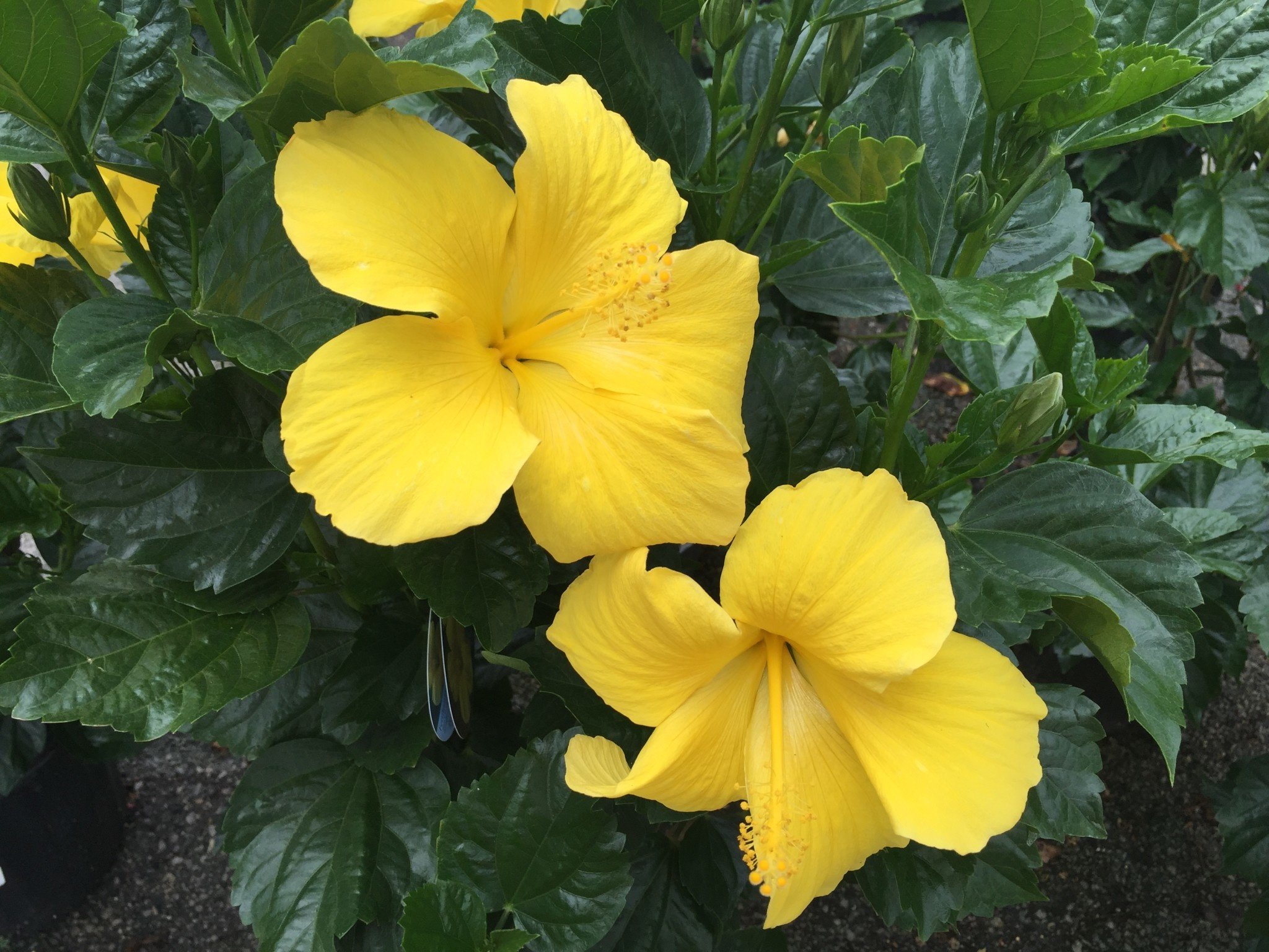 'FT. MYERS YELLOW' TROPICAL HIBISCUS, 3 GALLON
