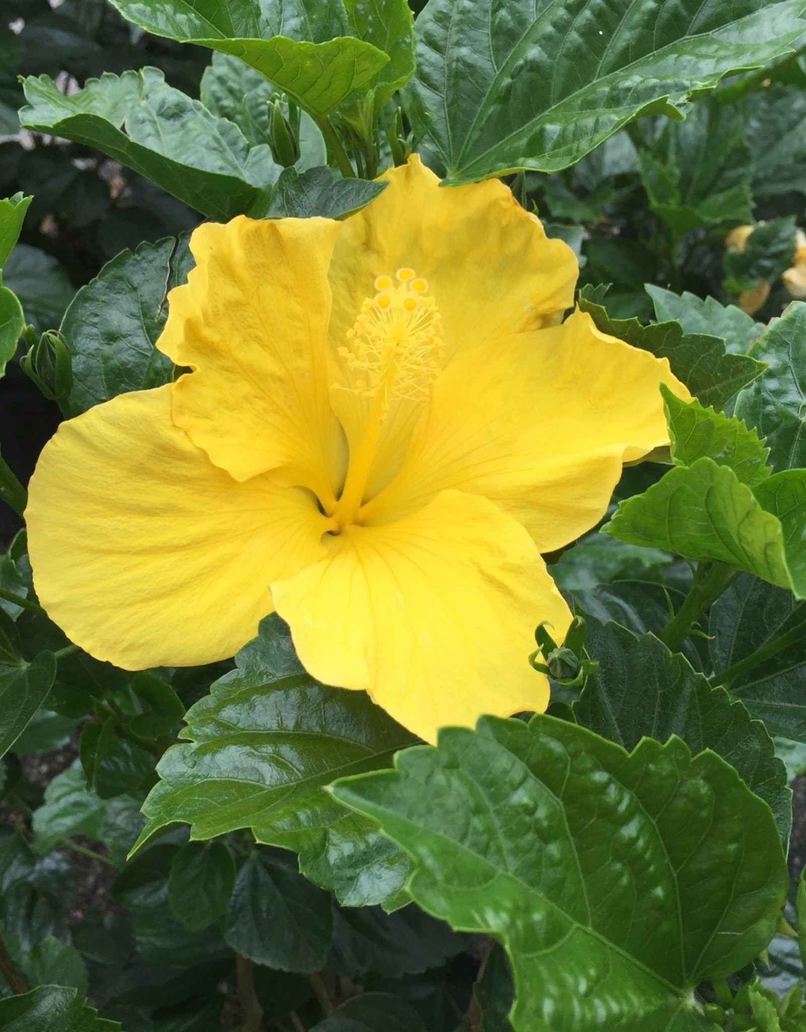 HIBISCUS FT MYERS YELLOW 3G - Growers Outlet