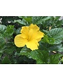 'FT. MYERS YELLOW' TROPICAL HIBISCUS, 3 GALLON