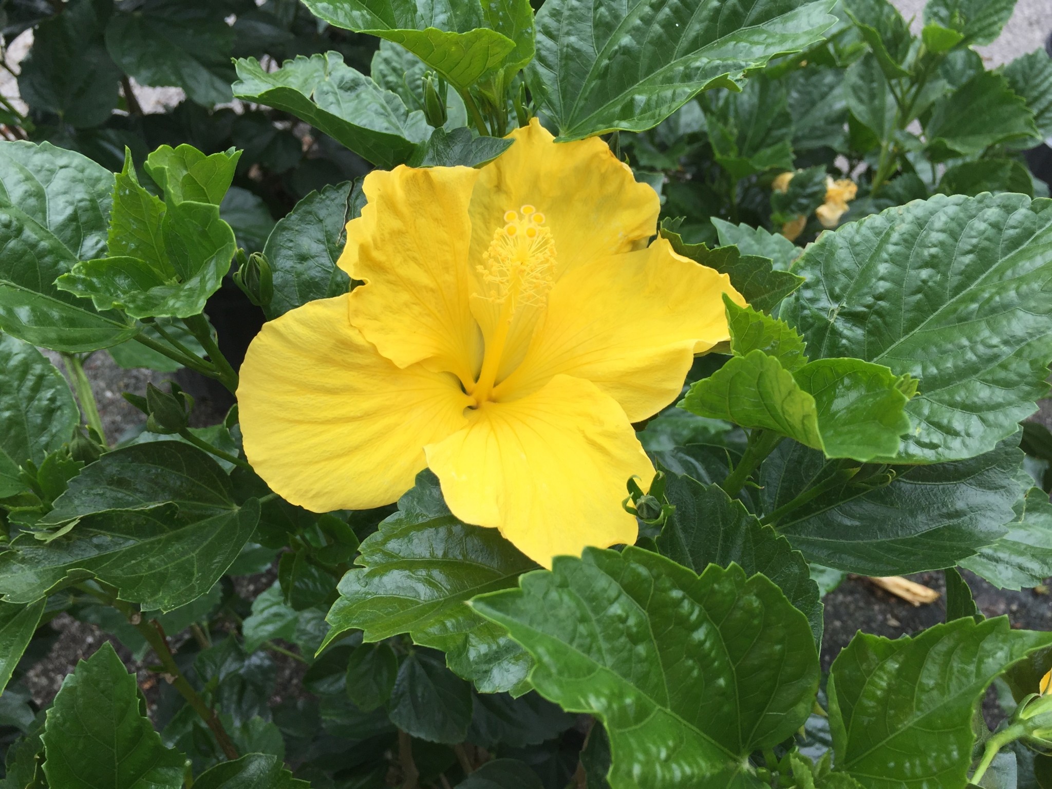 'FT. MYERS YELLOW' TROPICAL HIBISCUS, 3 GALLON