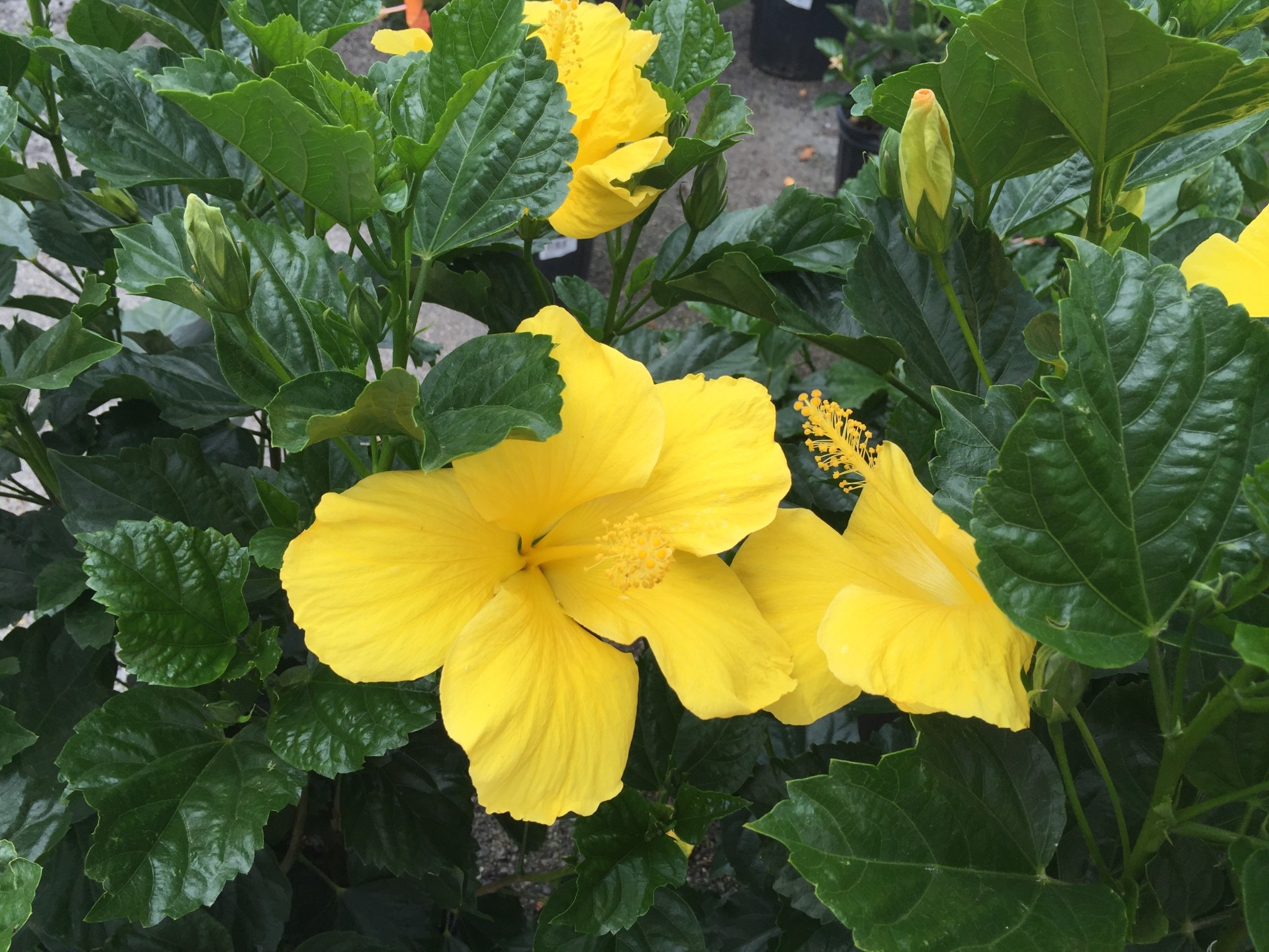 'FT. MYERS YELLOW' TROPICAL HIBISCUS, 3 GALLON