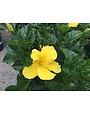 'FT. MYERS YELLOW' TROPICAL HIBISCUS, 3 GALLON