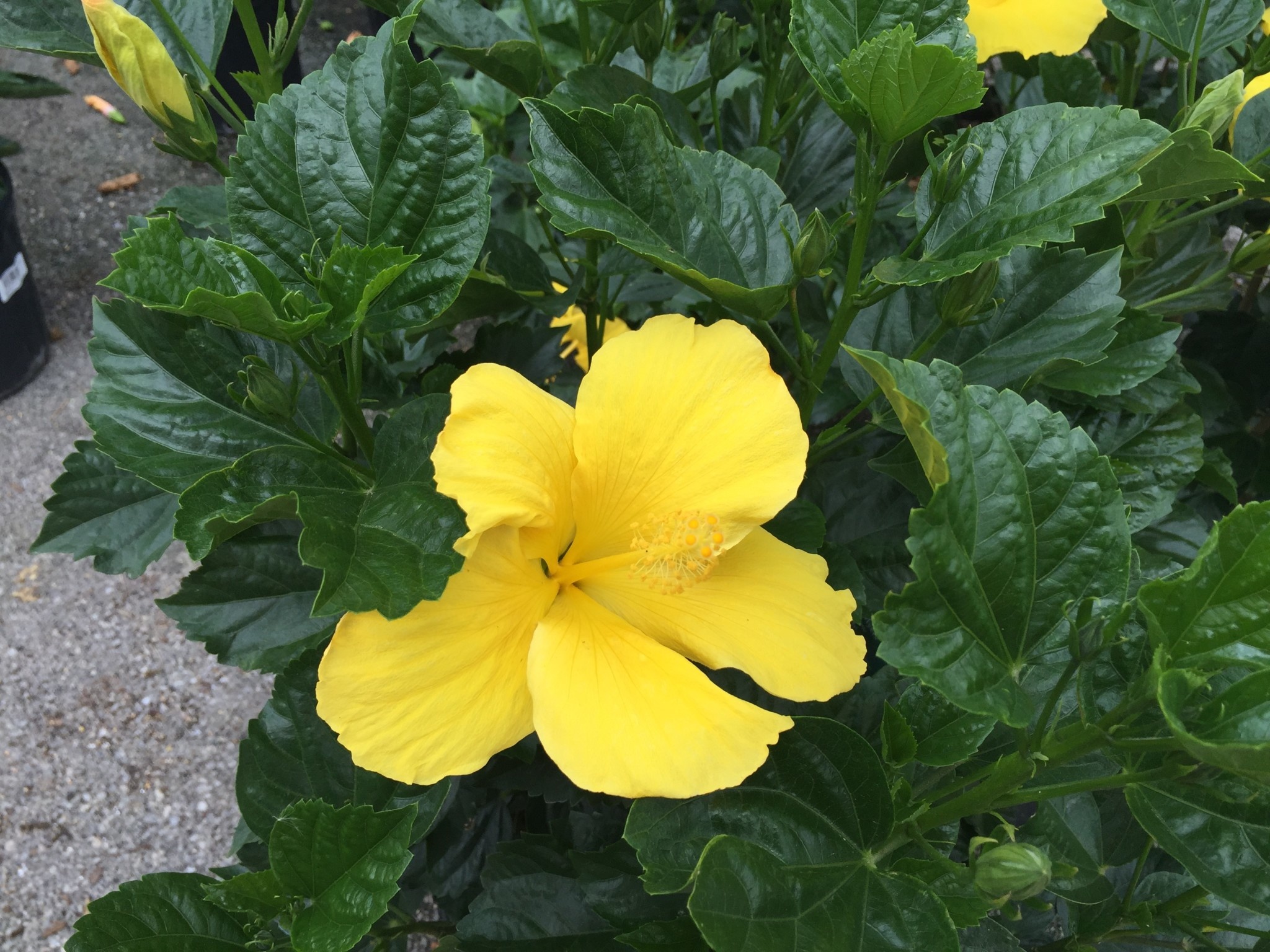 'FT. MYERS YELLOW' TROPICAL HIBISCUS, 3 GALLON