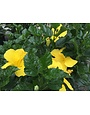 'FT. MYERS YELLOW' TROPICAL HIBISCUS, 3 GALLON