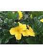 'FT. MYERS YELLOW' TROPICAL HIBISCUS, 3 GALLON