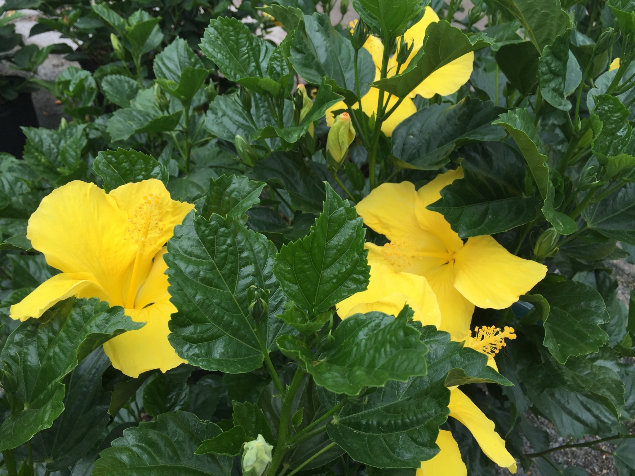 'FT. MYERS YELLOW' TROPICAL HIBISCUS, 3 GALLON
