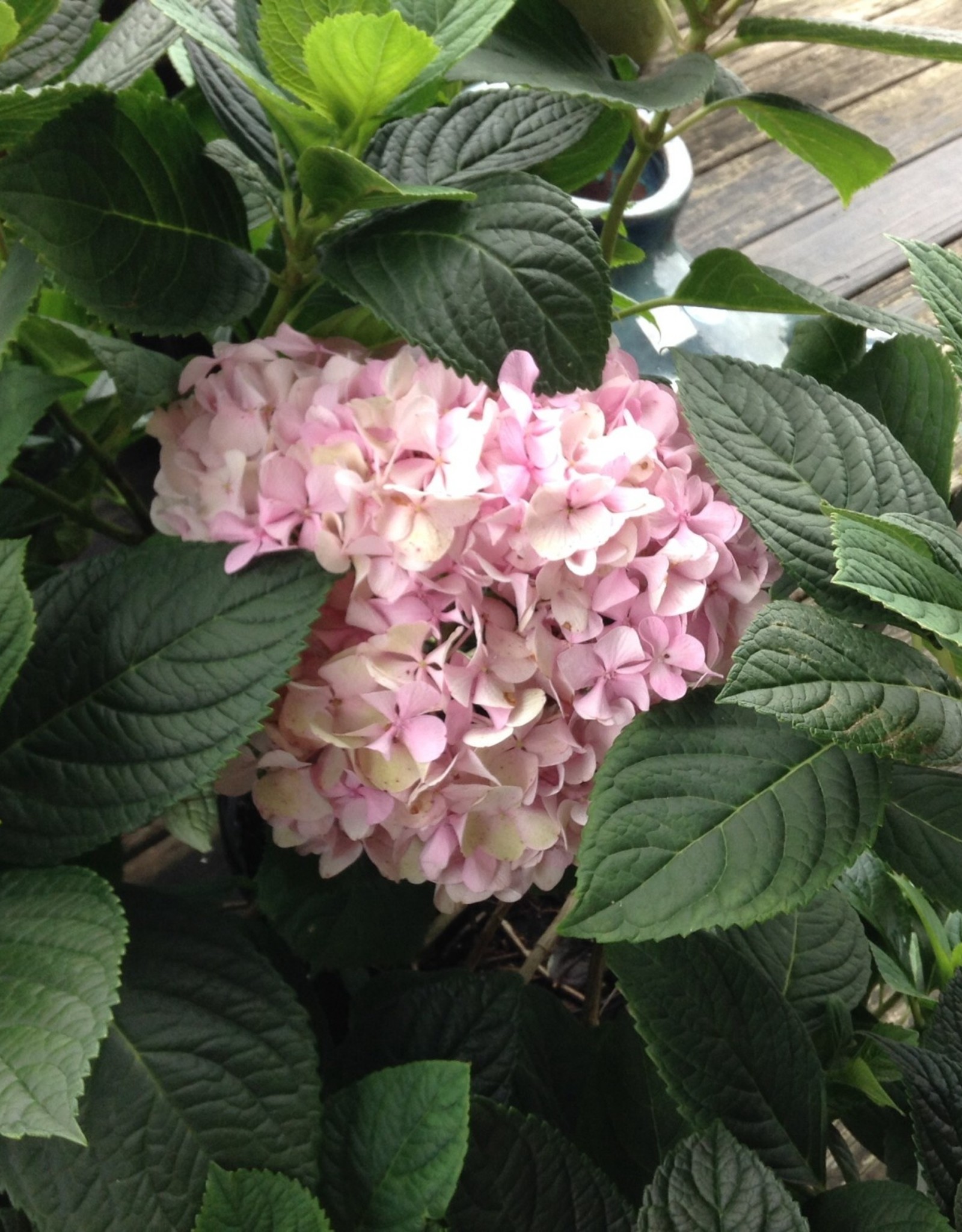 Hydrangea Penny Mac 3g Growers Outlet