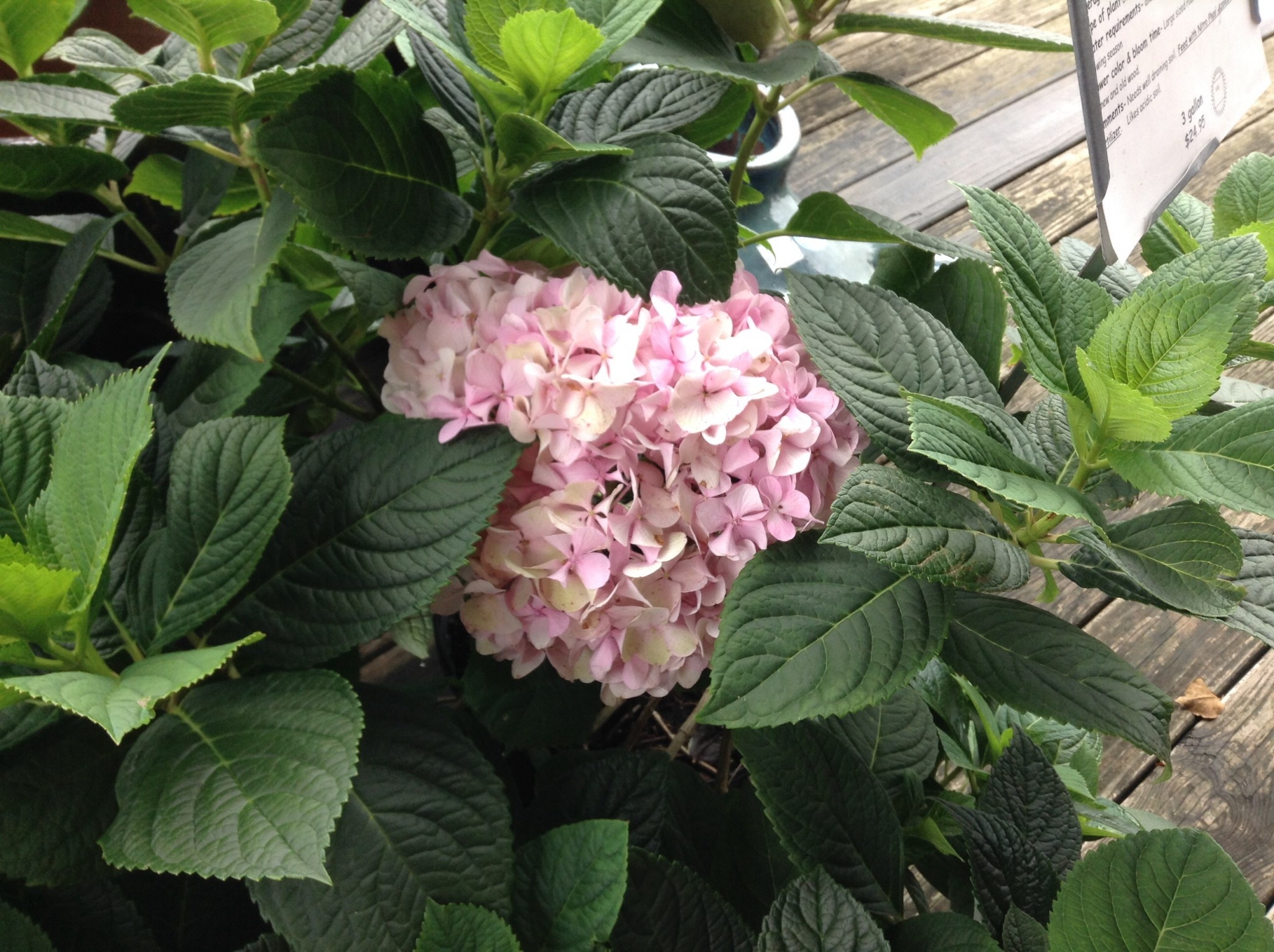 HYDRANGEA PENNY MAC 3G Growers Outlet