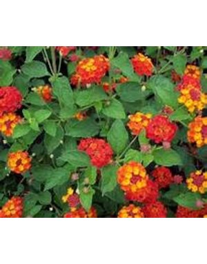 LANTANA, 'DALLAS RED', 1G*