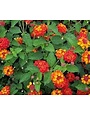 'DALLAS RED' LANTANA PLANT, 1 GALLON