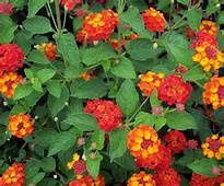 'DALLAS RED' LANTANA PLANT, 1 GALLON