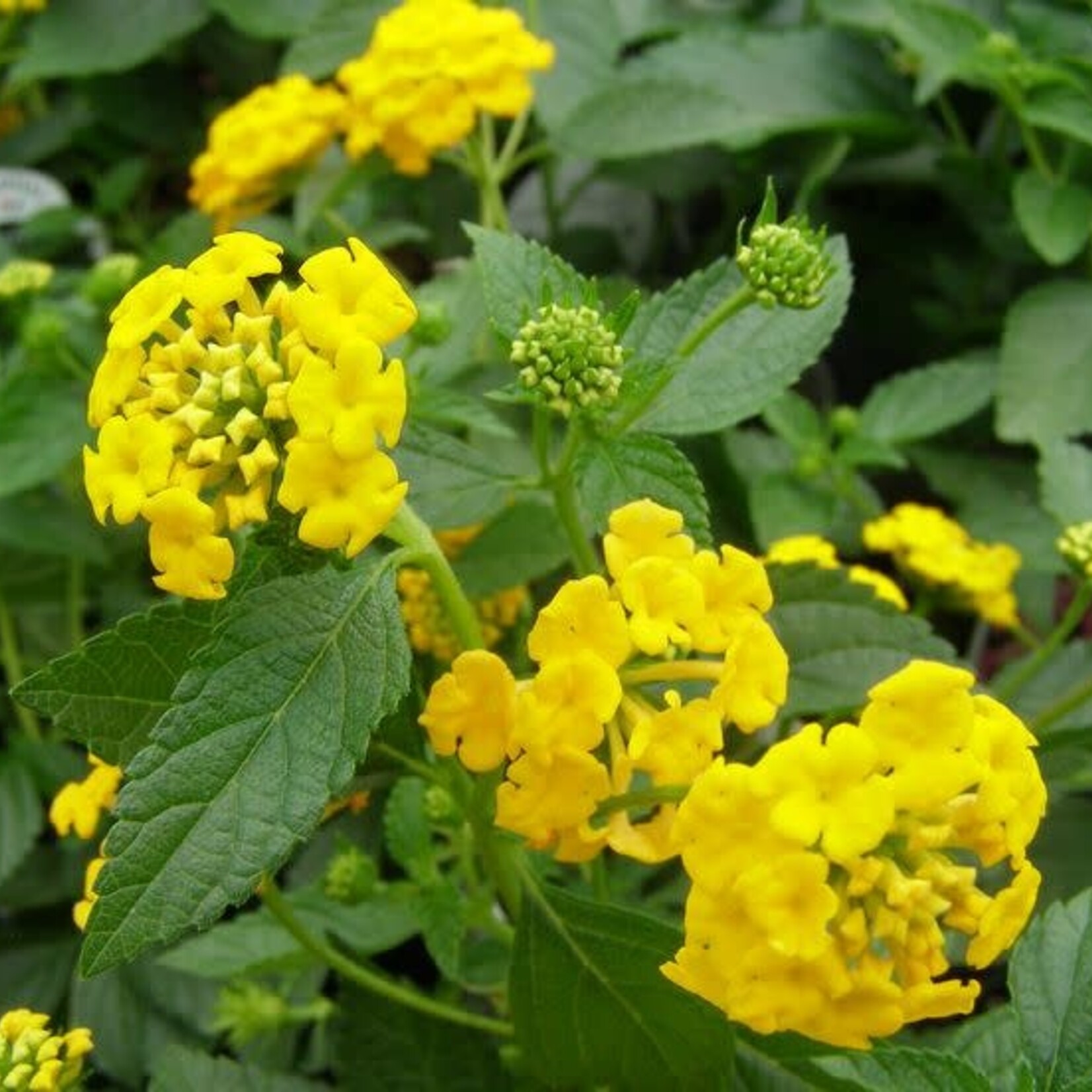 LANTANA, 'NEW GOLD', 1G