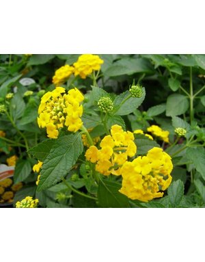 Lantana 'New Gold' 1G