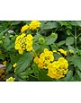 'NEW GOLD' LANTANA, 1 GALLON