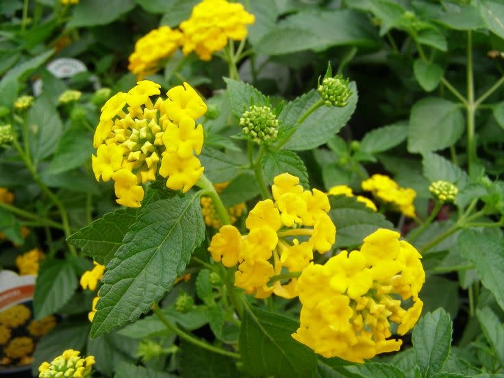 New Gold Lantana 1 Gallon - Lantana camara 'New Gold'