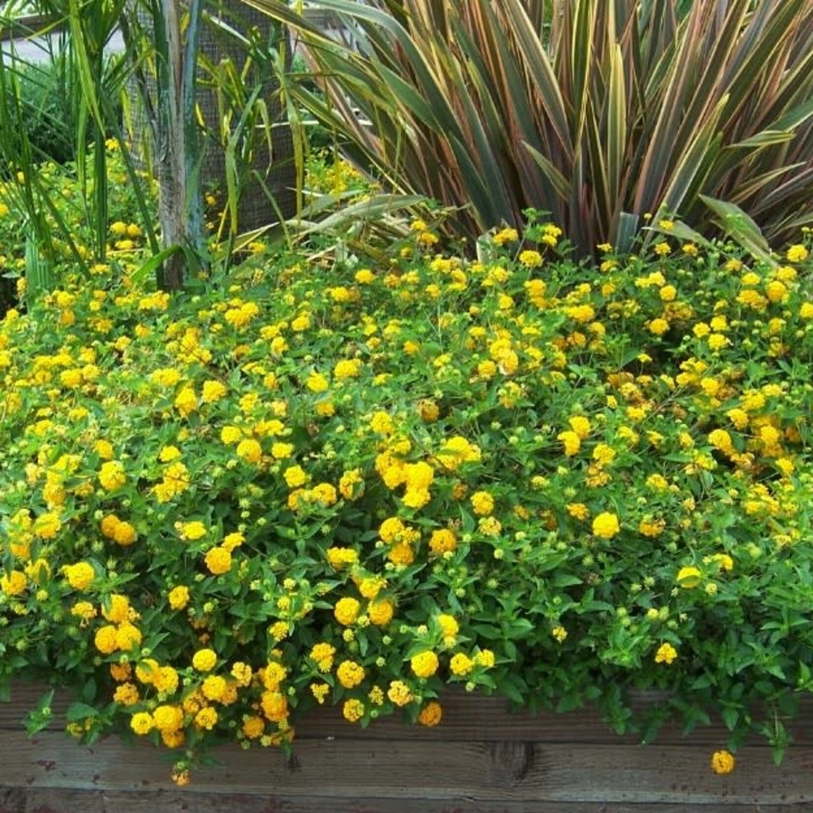 LANTANA, 'NEW GOLD', 1G