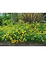 'NEW GOLD' LANTANA, 1 GALLON