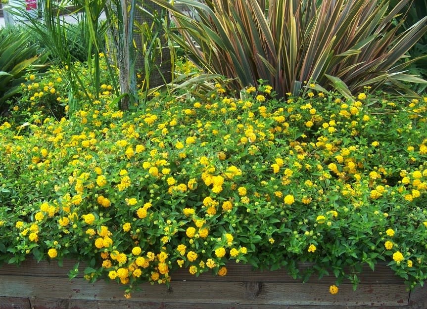 New Gold Lantana 1 Gallon - Lantana camara 'New Gold'