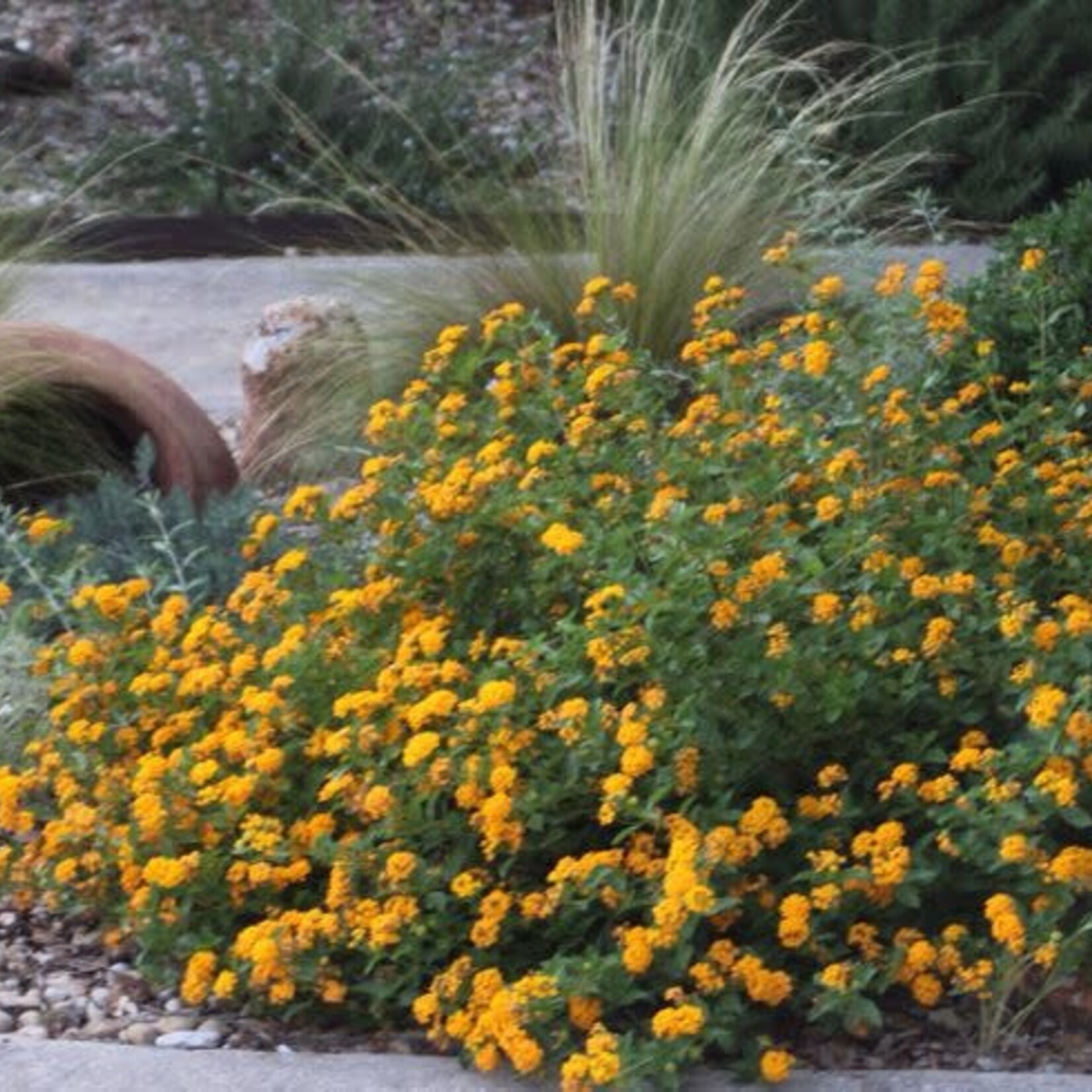 LANTANA, 'NEW GOLD', 1G