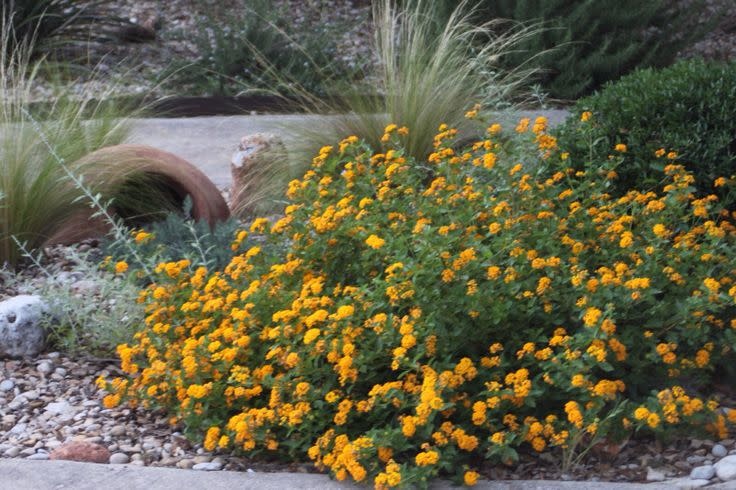New Gold Lantana 1 Gallon - Lantana camara 'New Gold'