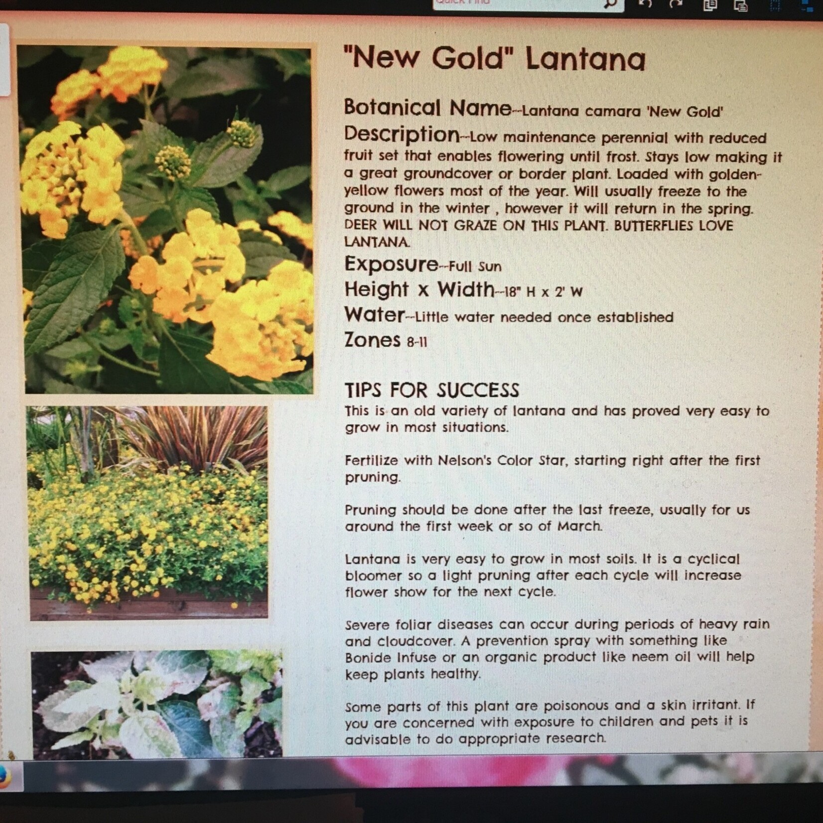 LANTANA, 'NEW GOLD', 1G