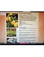 New Gold Lantana 1 Gallon - Lantana camara 'New Gold'