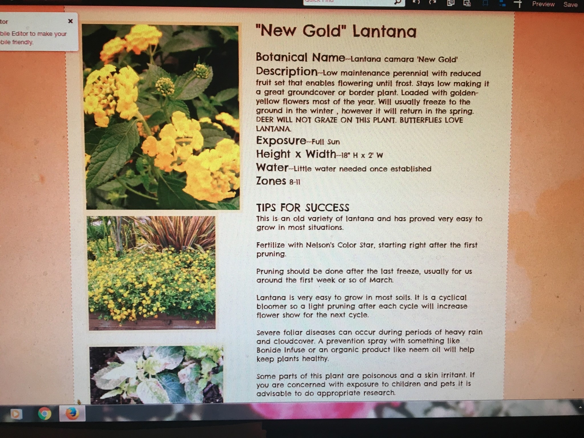 'NEW GOLD' LANTANA, 1 GALLON