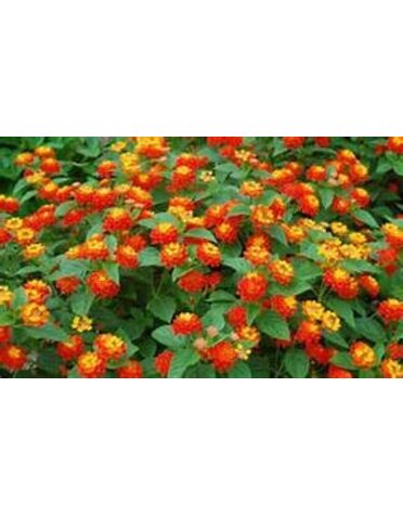 LANTANA, 'TEXAS', 1G