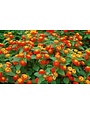 LANTANA, 'TEXAS', 1G
