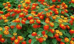 'TEXAS' LANTANA, 1 GALLON