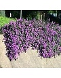 'TRAILING LAVENDER' LANTANA, 1 GALLON