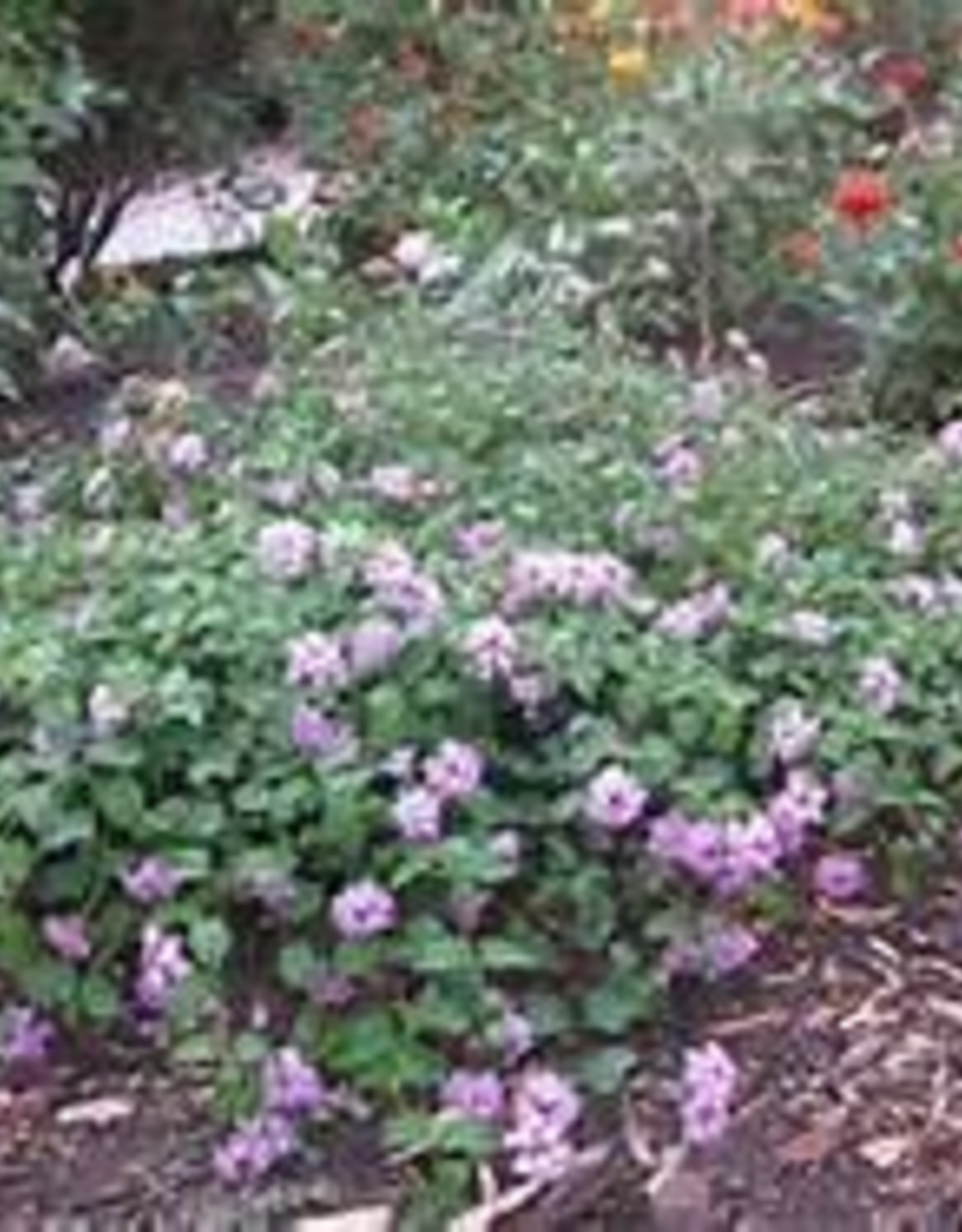 LANTANA, TRAILING LAVENDER 1G Growers Outlet