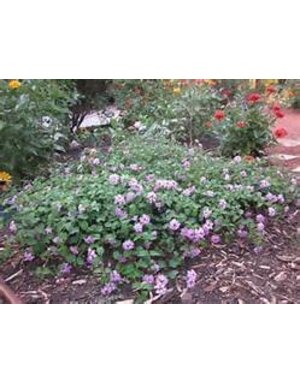 LANTANA, 'TRAILING LAVENDER', 1G