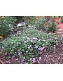 'TRAILING LAVENDER' LANTANA, 1 GALLON