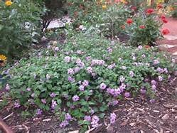 'TRAILING LAVENDER' LANTANA, 1 GALLON
