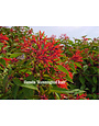 HAMELIA, MEXICAN FIREBUSH AKA HUMMINGBIRD BUSH, 3G