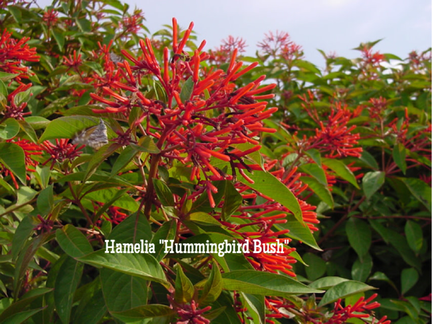 HAMELIA, MEXICAN FIREBUSH AKA HUMMINGBIRD BUSH, 3G