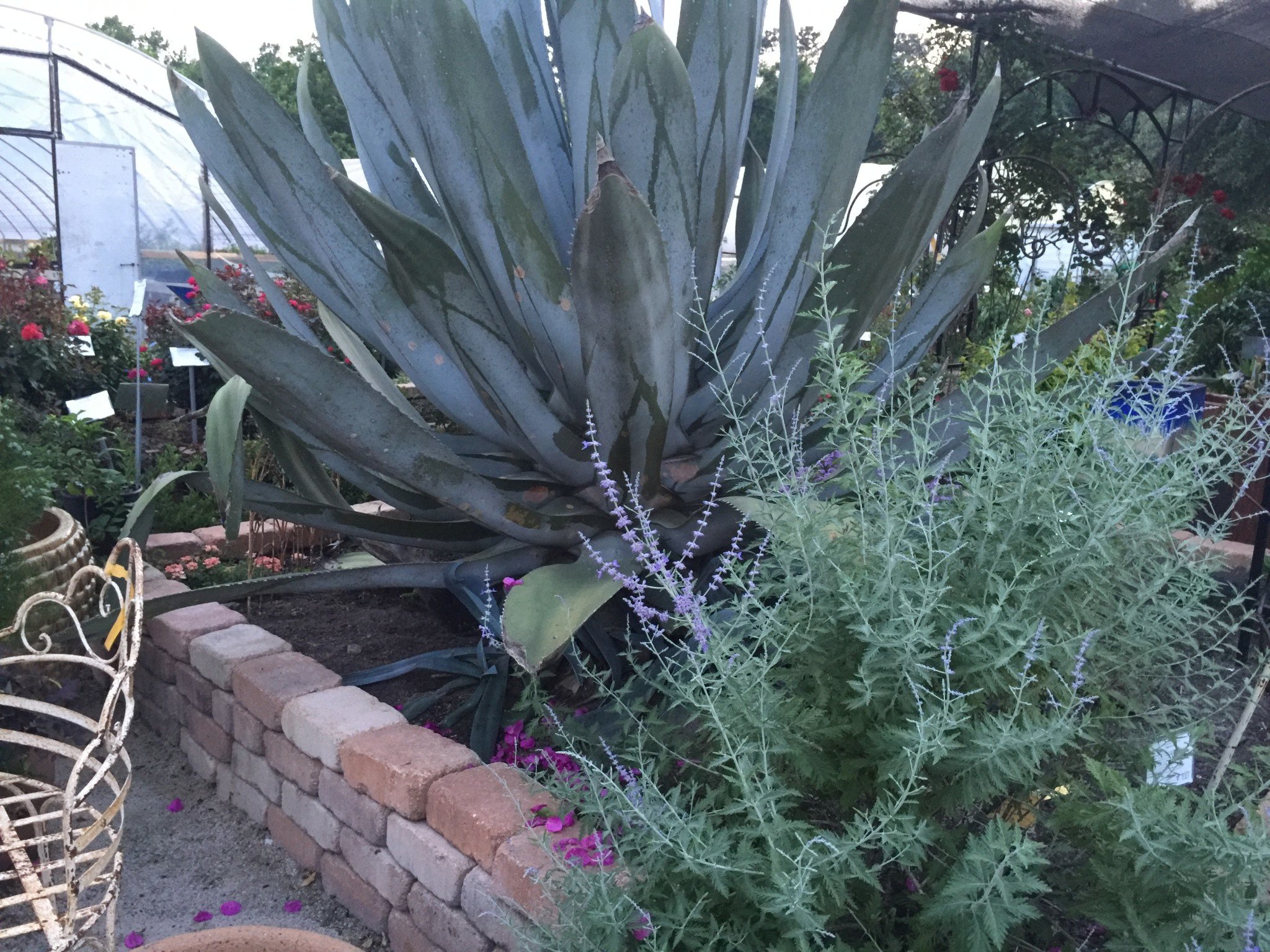 'RUSSIAN SAGE' PEROVSKIA, 1 GALLON