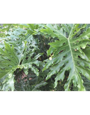 PHILODENDRON, 'SPLIT LEAF', 3G
