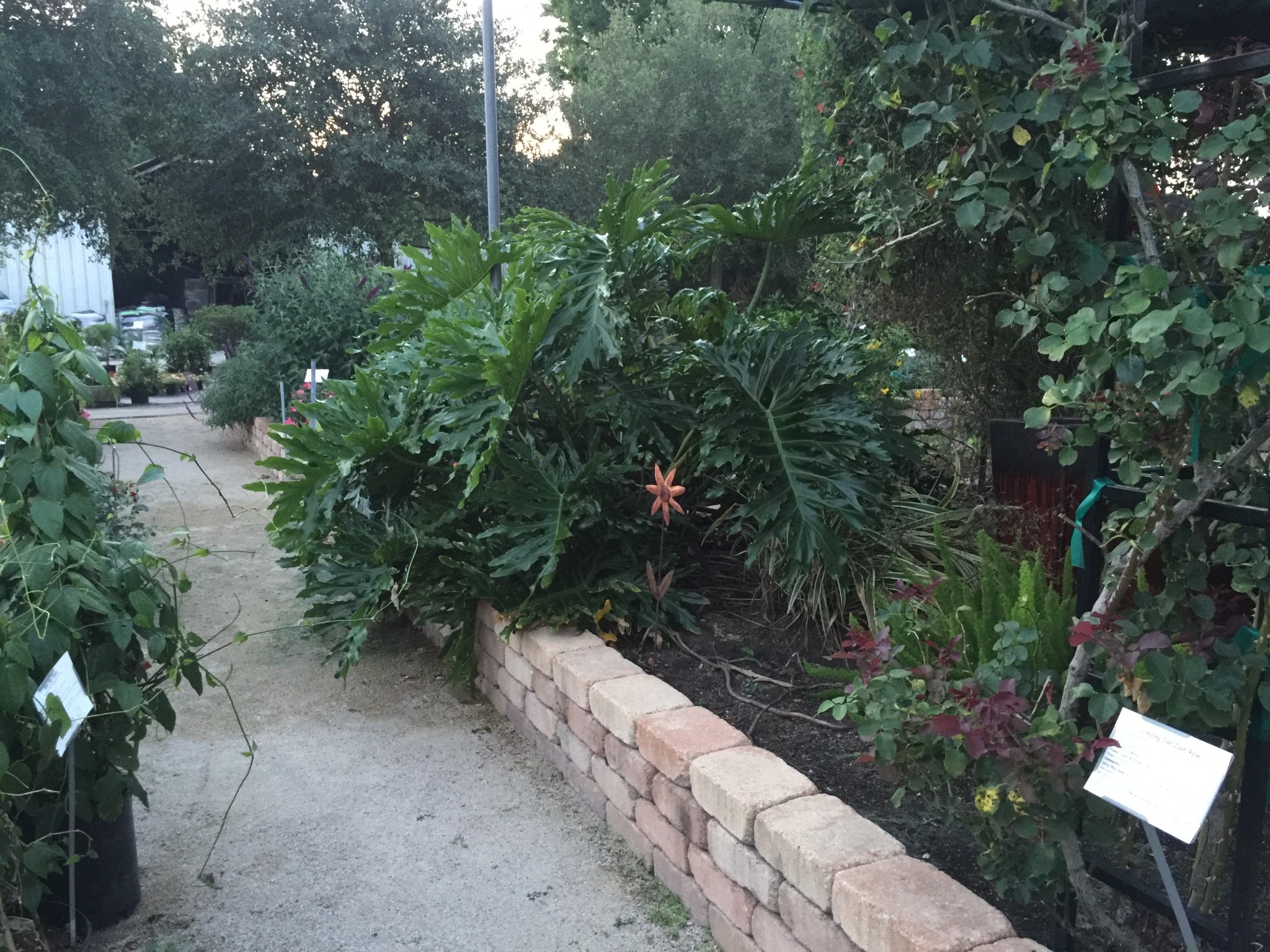 SPLIT LEAF PHILODENDRON PLANT, 3 GALLON