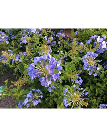 Plumbago 'Creeping' 1G
