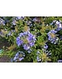BLUE PLUMBAGO, 1 GALLON