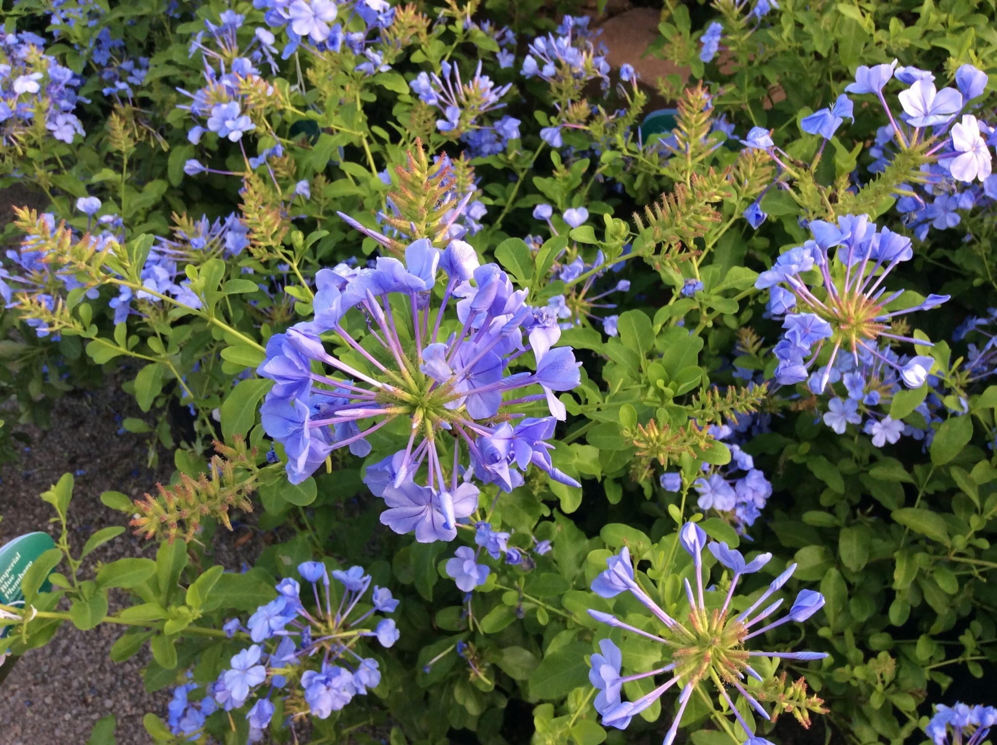 Creeping Plumbago 1 Gallon - Plumbago auriculata