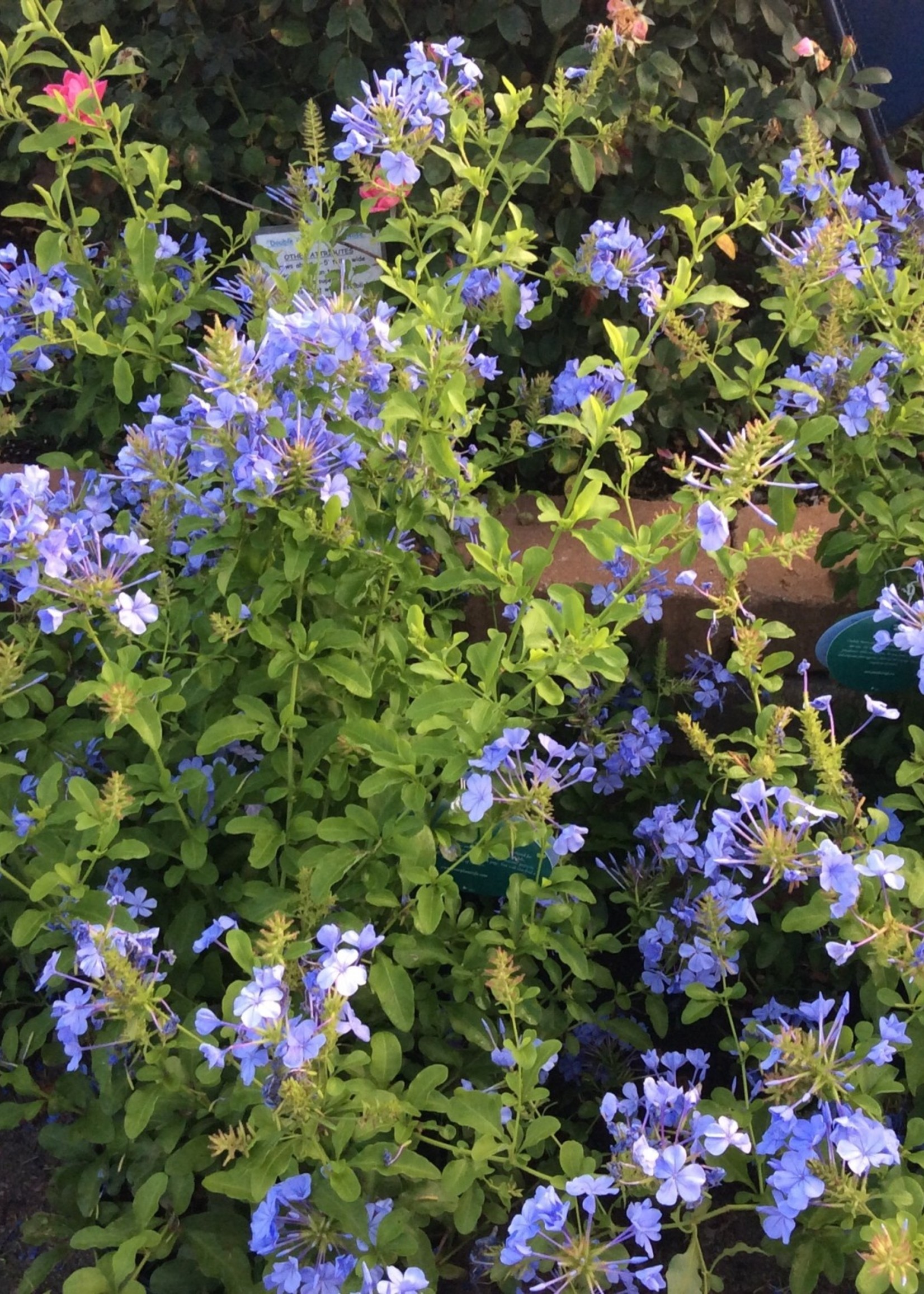 'IMPERIAL BLUE' PLUMBAGOGROWERS OUTLET WILLIS, TEXAS Growers Outlet