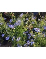 'Imperial Blue' Plumbago 3 Gallon - Mature Blue Flowering